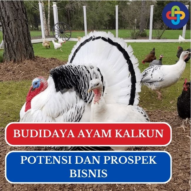 Intip Peluang Bisnis dan Langkah-langkah Bisnis Budidaya Ayam Kalkun di Indonesia
